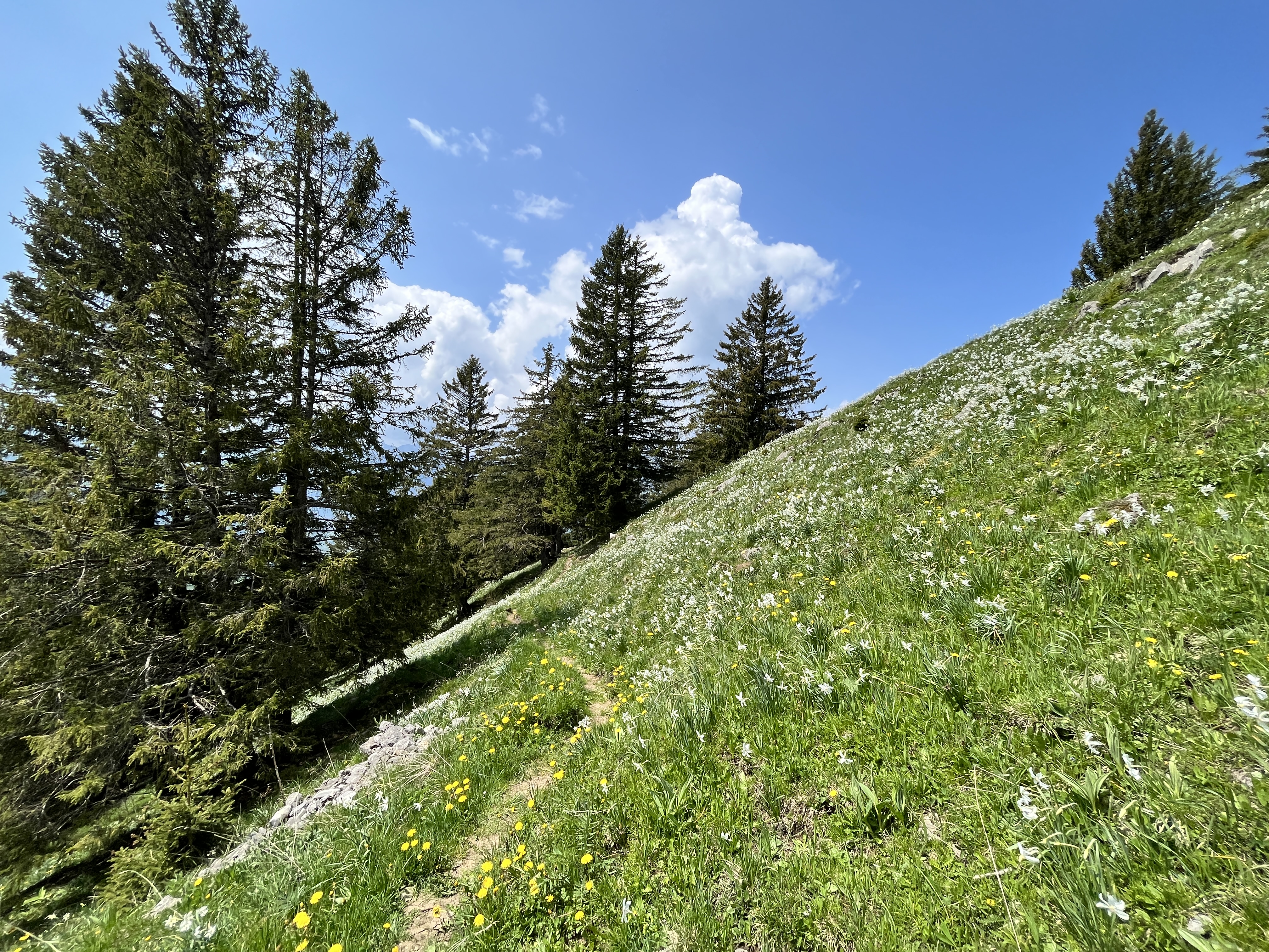 Narcisses, neige de mai